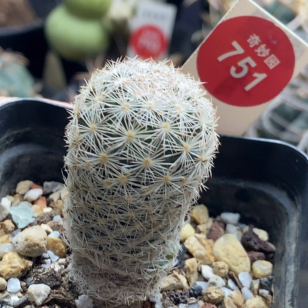 实生姬玉一颗2.9cm