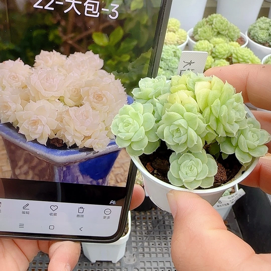【闪购商品】0928-11（大包-3）