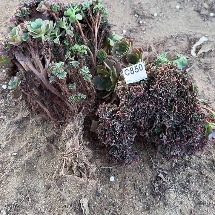 850火玫瑰有伤共2颗这是一颗分开的