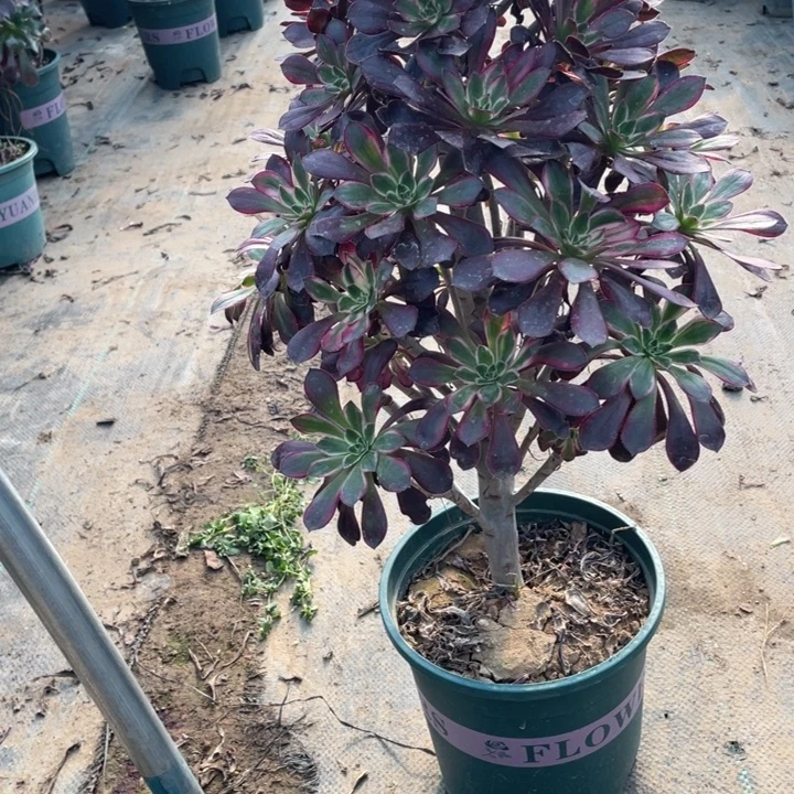 一1多肉植物多肉多肉植物多肉