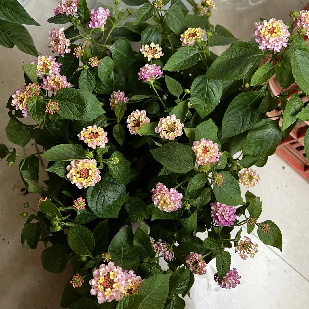 五色梅盆栽3颗，室内阳台好养四季开花带花苞花卉绿植爆花机器