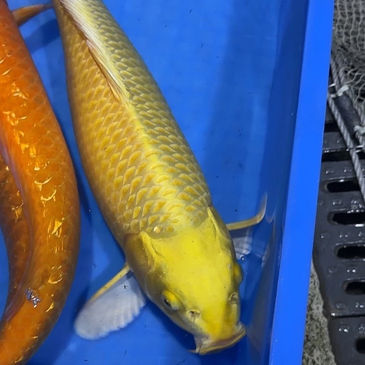 海水赤目芒果黄金