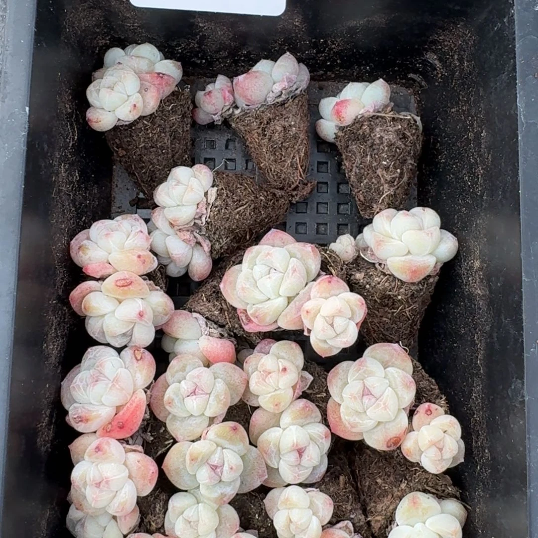 08号到手5颗江北多肉