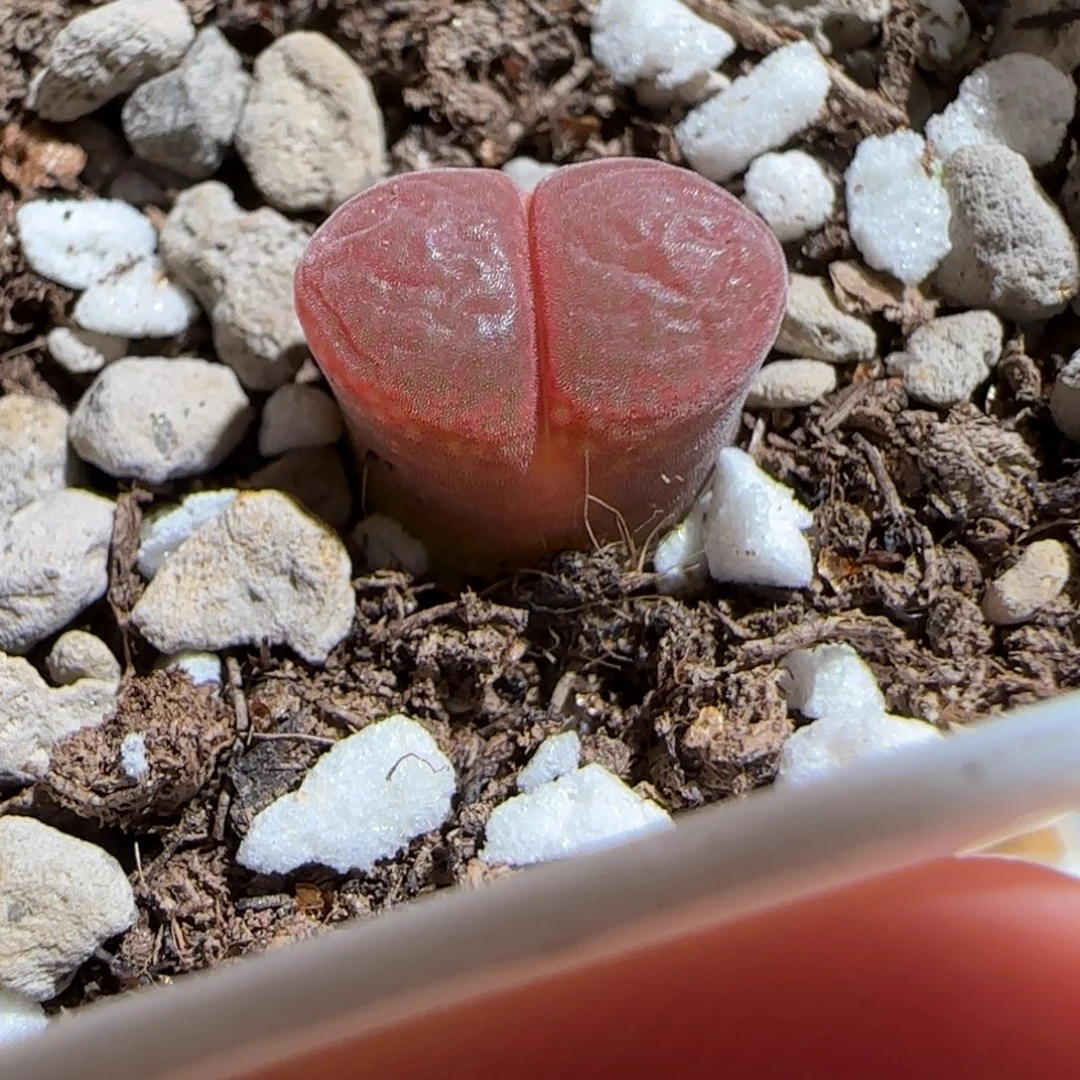 肉锥多肉植物组合-极红矮胖730