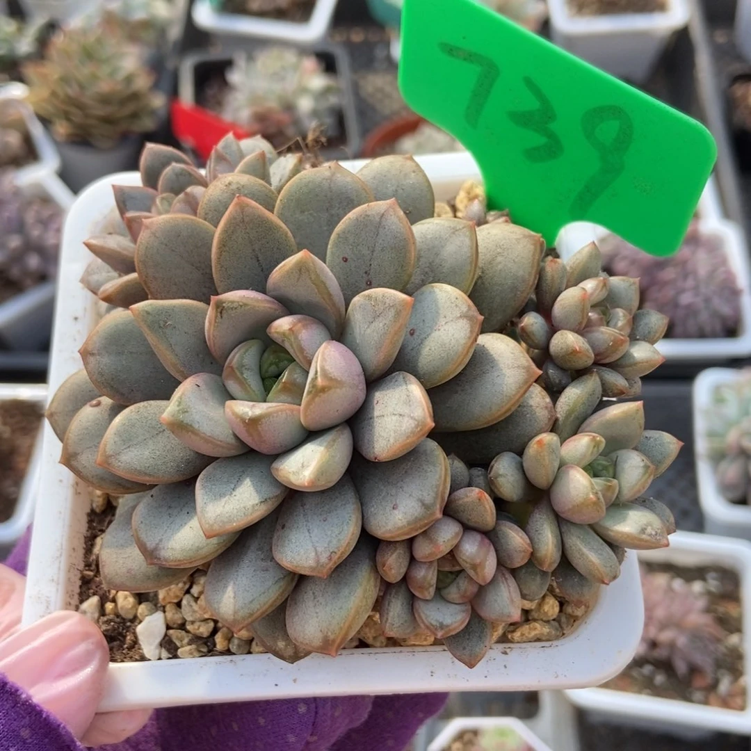 739葡萄多肉植物保护