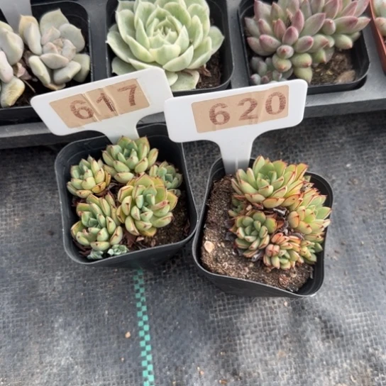 617和620灰姑娘两颗