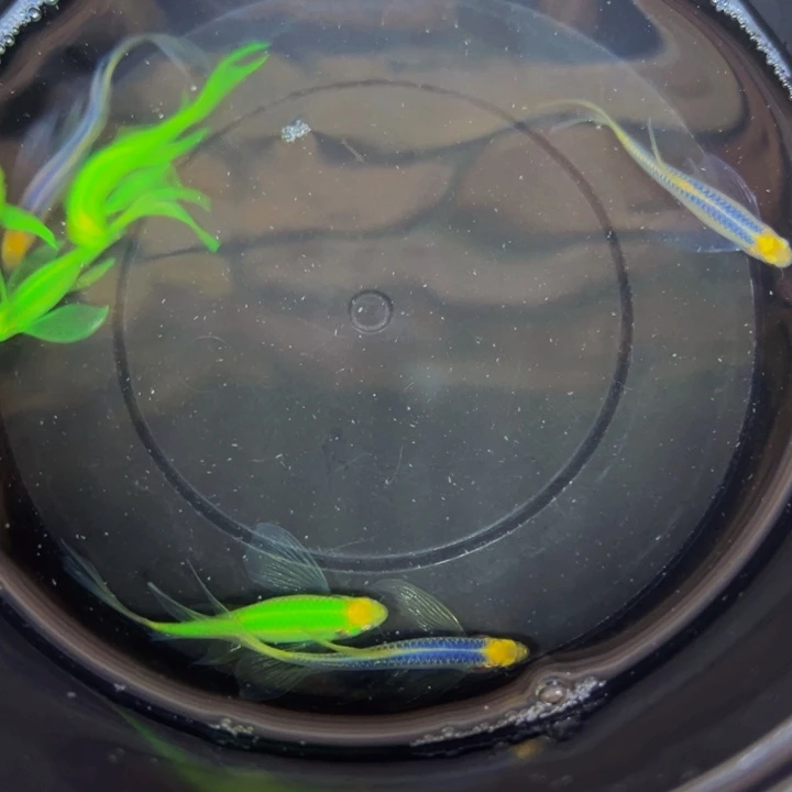 斑马鱼蓝3绿4蝶翼斑马鱼