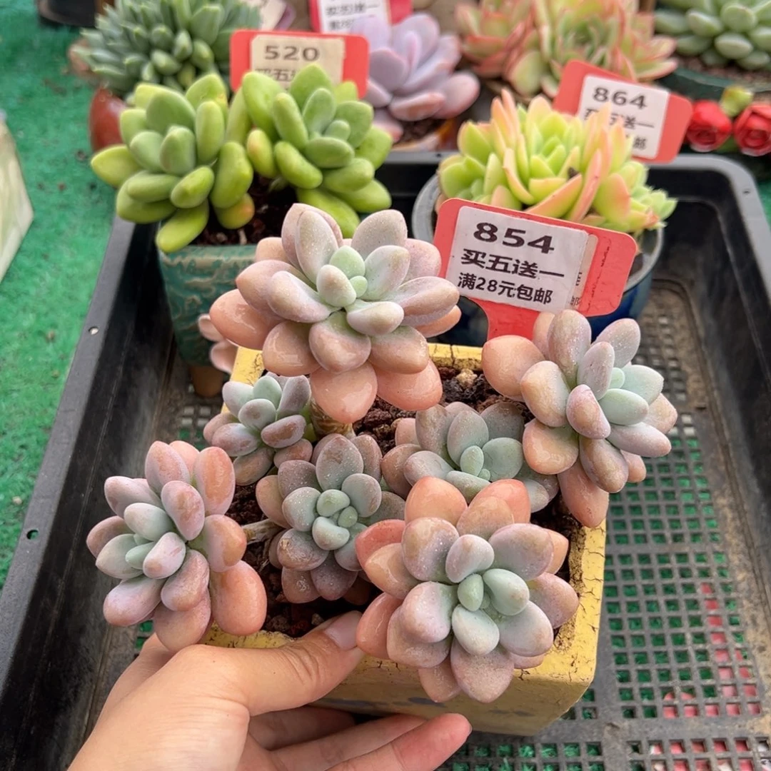 表妹精品多肉植物854.