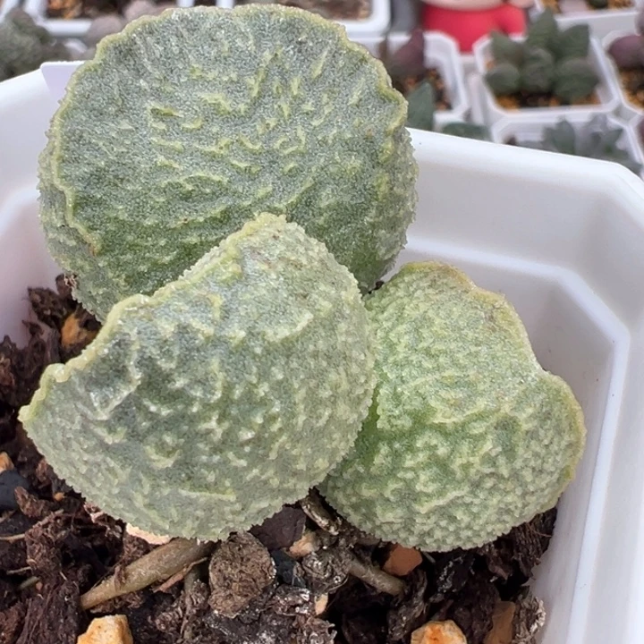 实生新品单头纯木质桩多肉植物