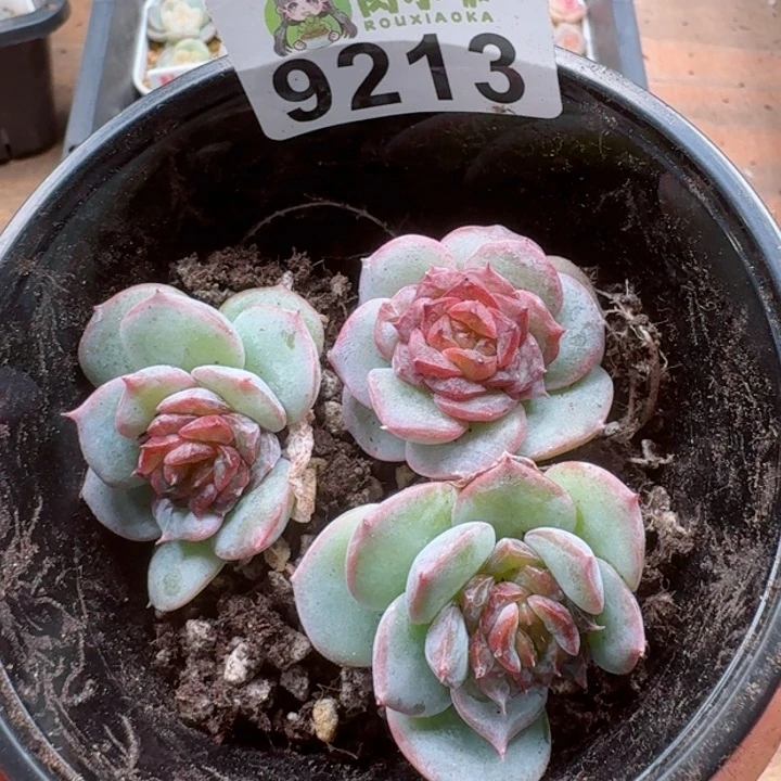 多肉植物多肉植物