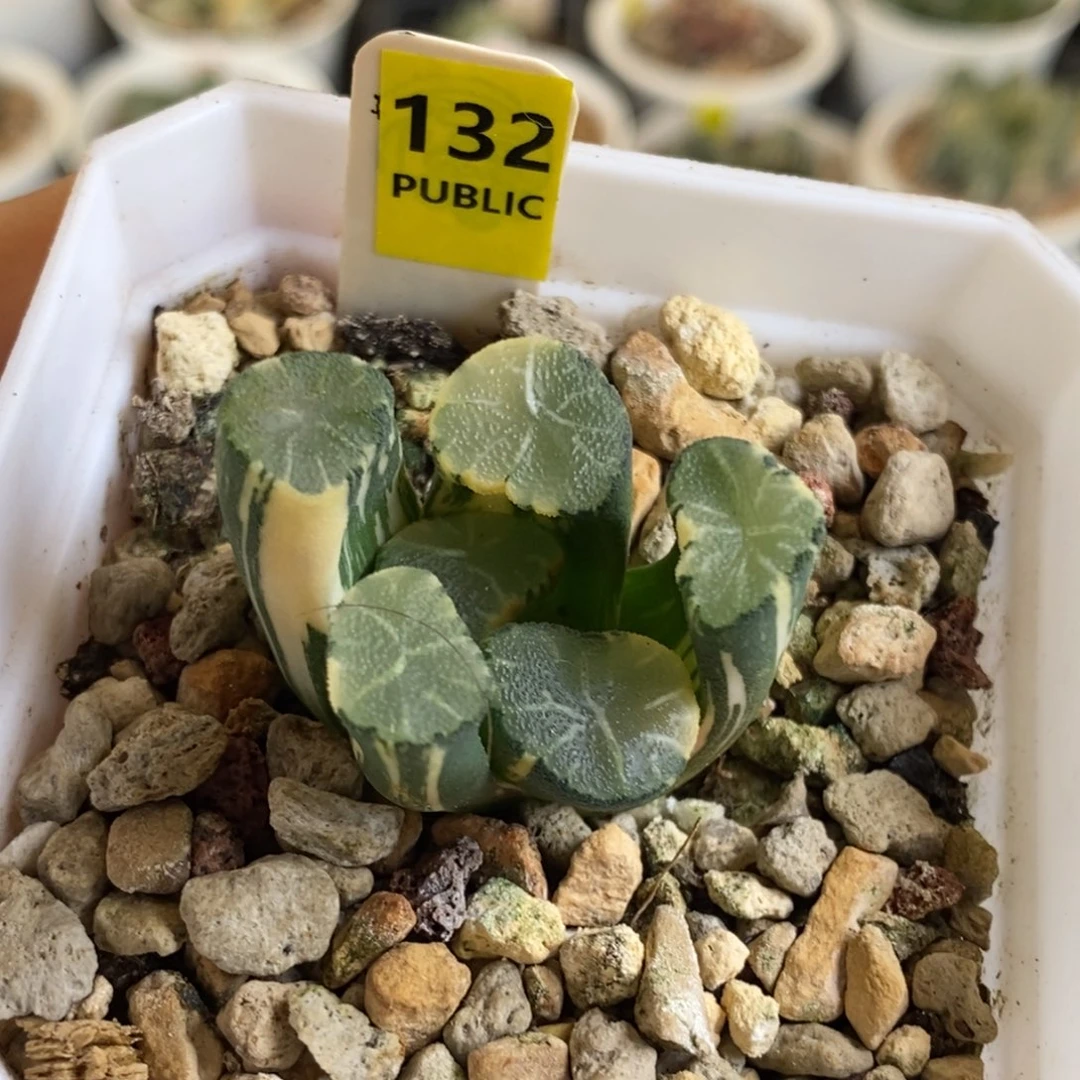 132号白妙万象锦多肉