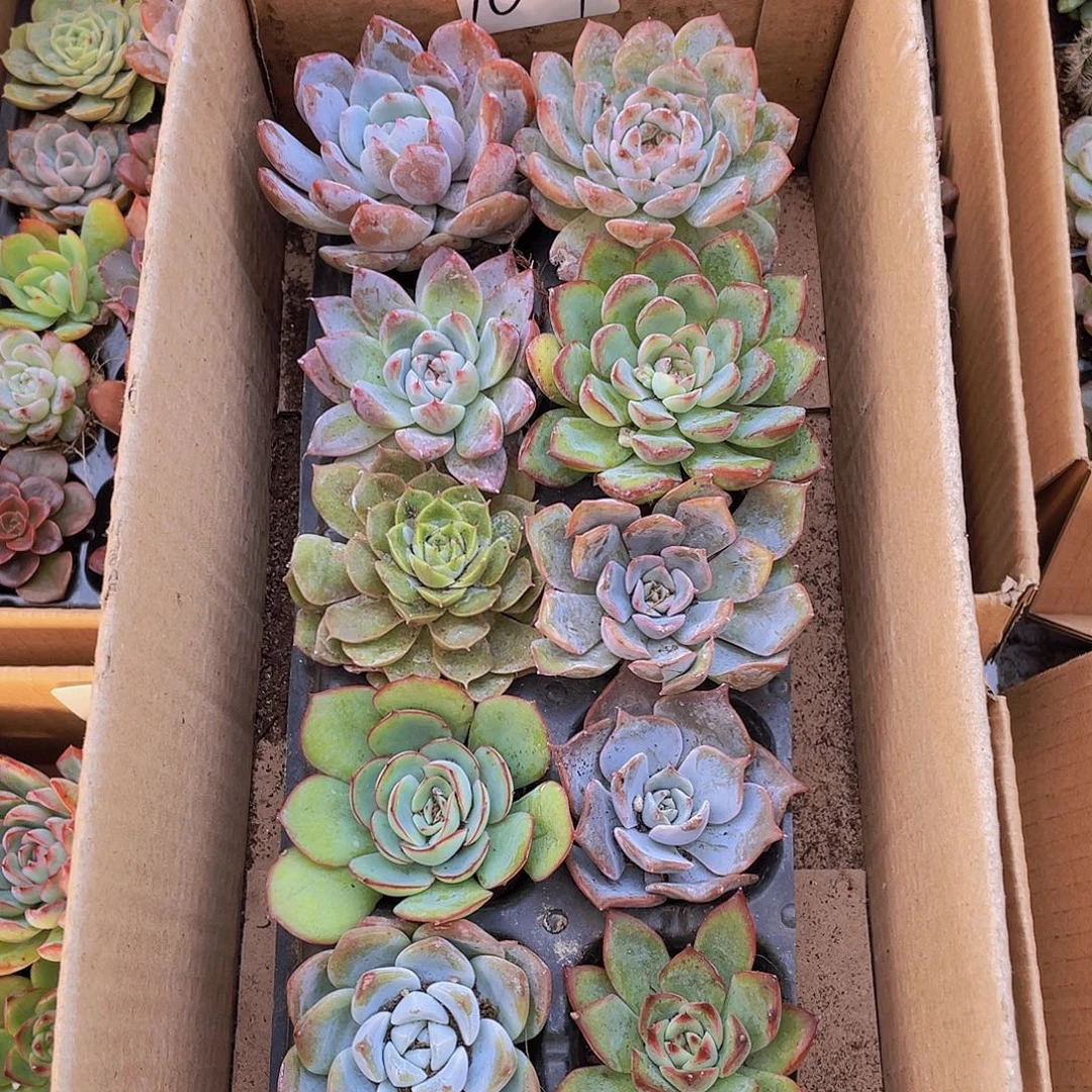 10颗-1号约4-5厘米