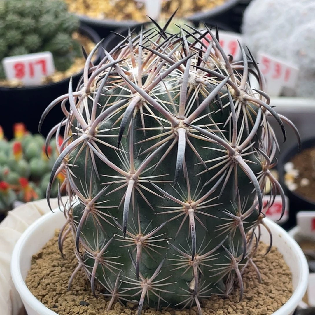 实生强刺虎爪玉仙人球多肉