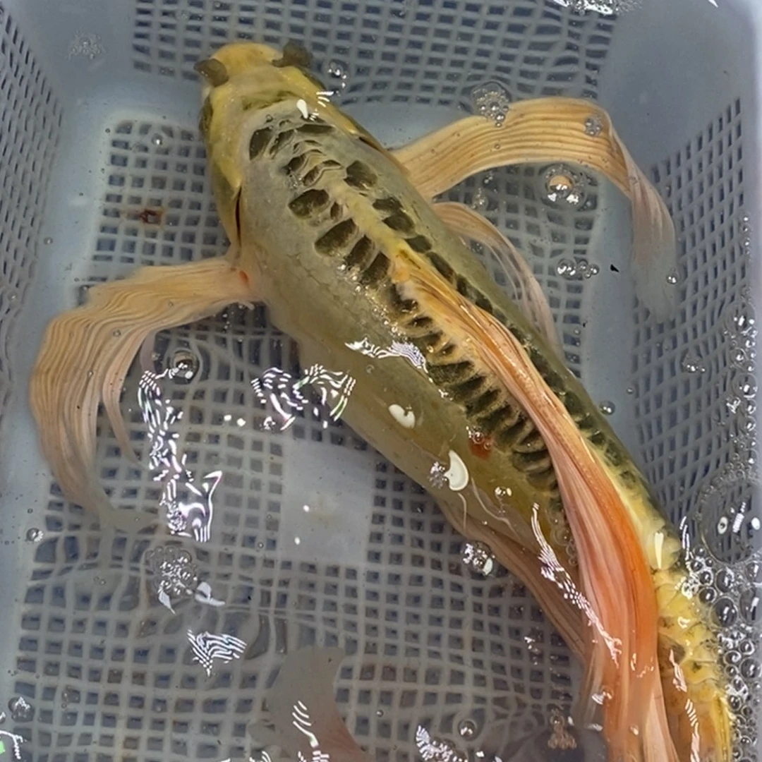 锦鲤锦鲤 开衩掉麟充血属于正常情况 介意别拍