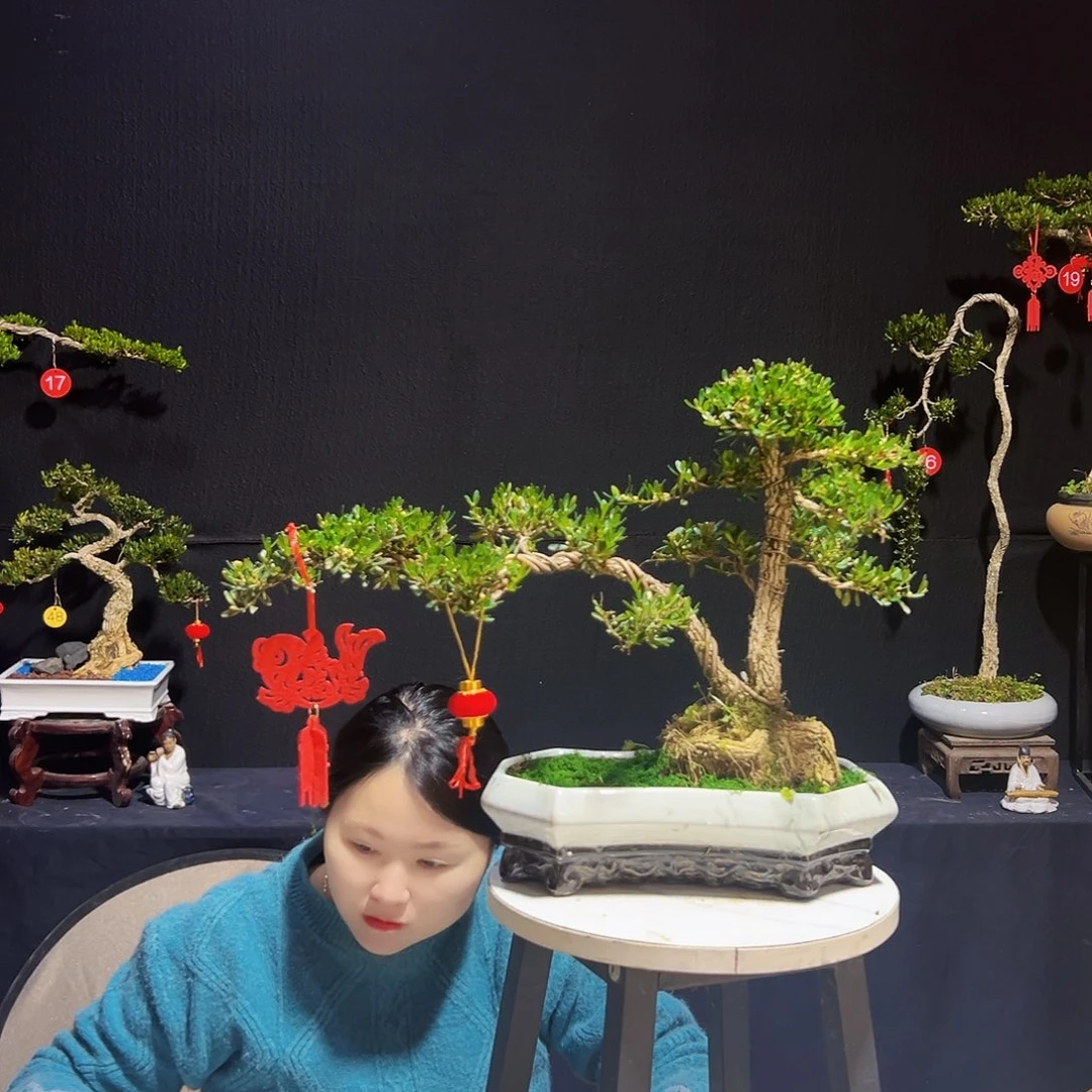 广东黄杨木盆景广东皱皮黄杨木