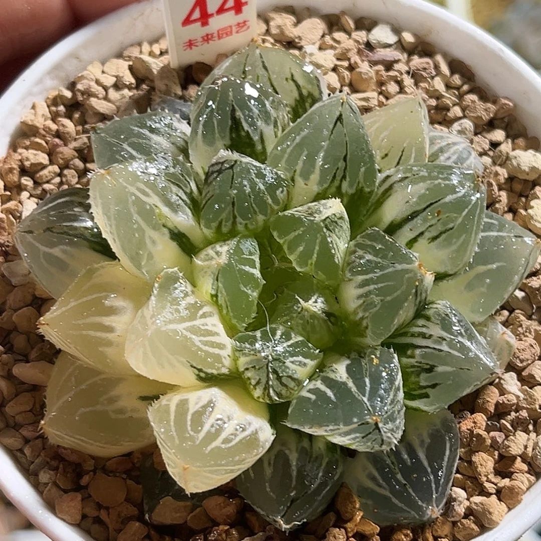 44楼兰玉露锦福利