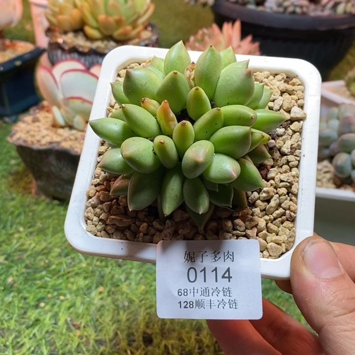 ╰***姐0114啊啊啊啊啊啊啊啊啊啊