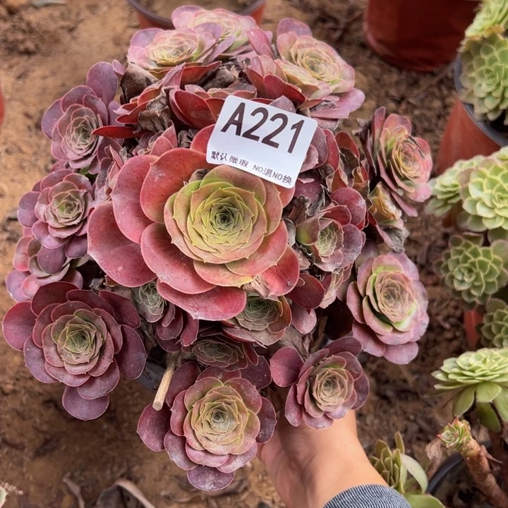 魅金玫瑰多肉植物221.