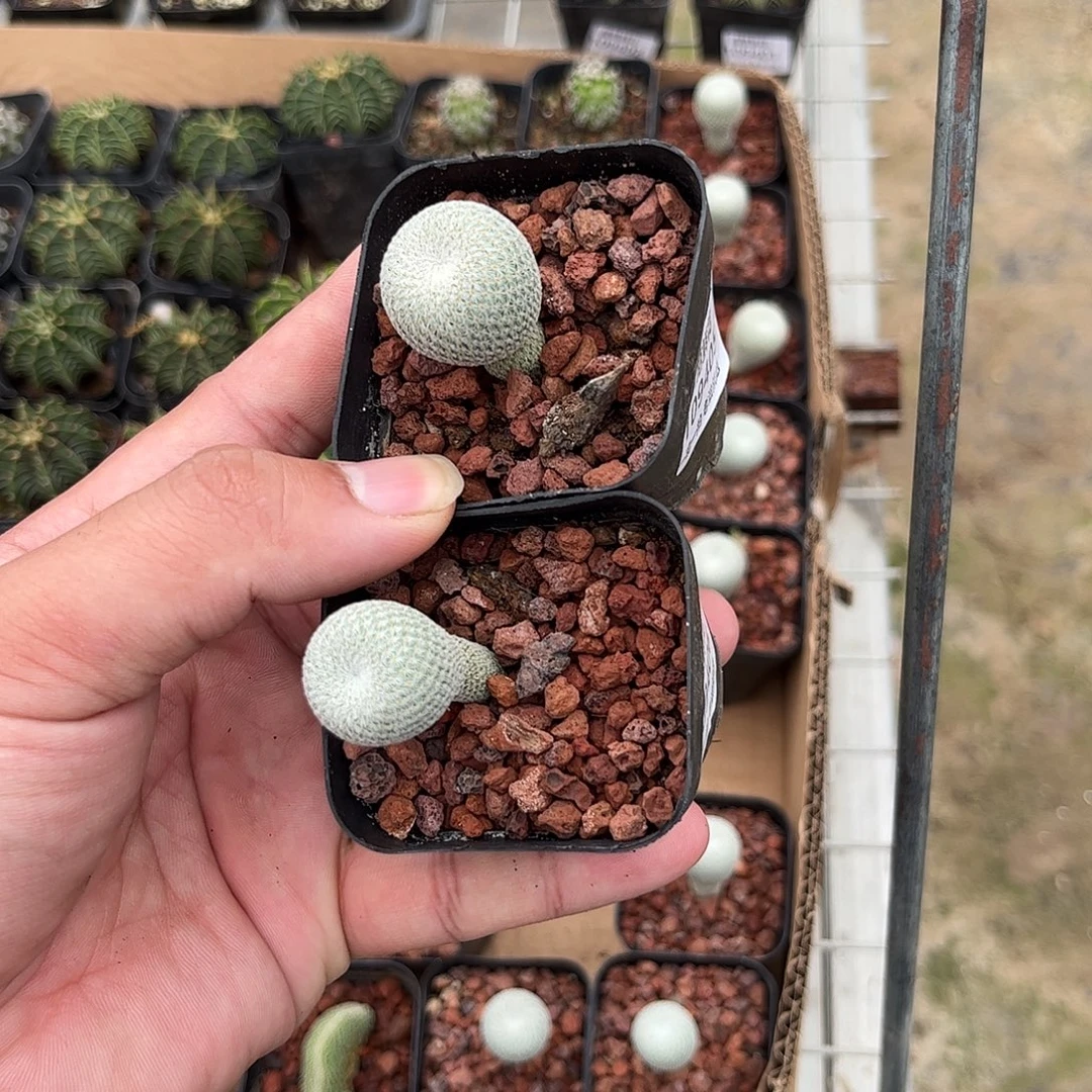 持***喵109405-406一物一拍