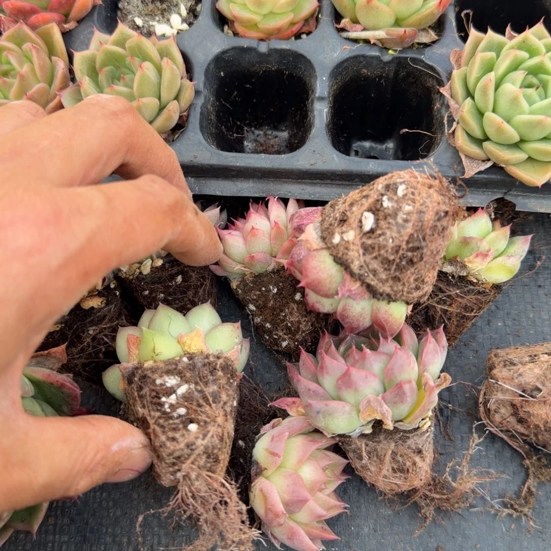 麦秆二十颗绿菜量拍发货18-22左五