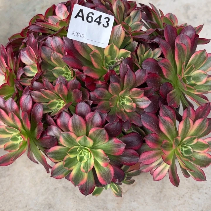 643安娜23厘米左右