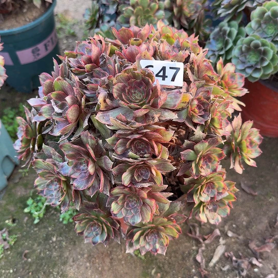 多肉植物干枯玫瑰647