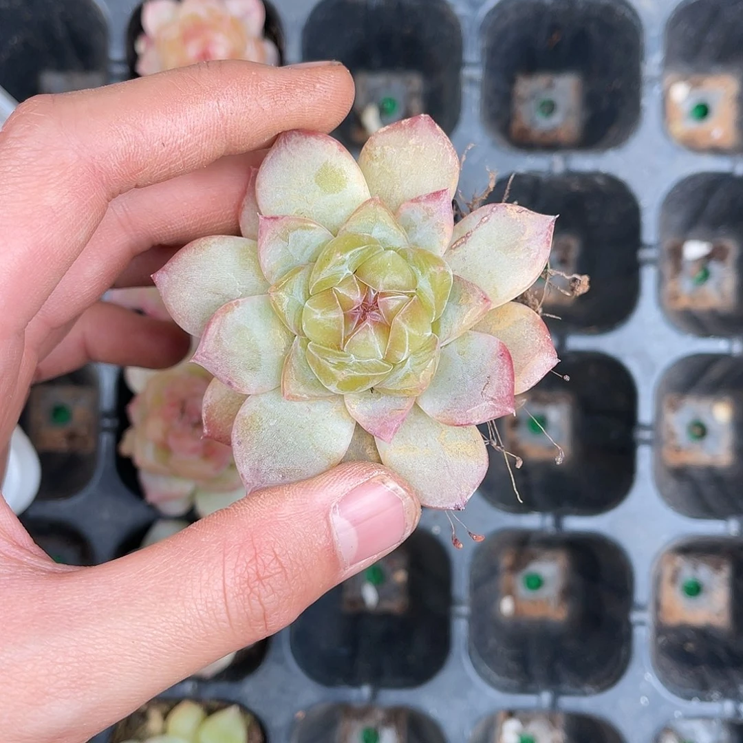 多肉一物一拍24-161