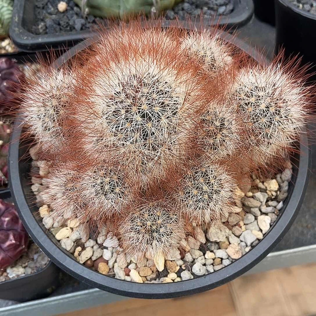 一***️红刺马库斯群仙人球