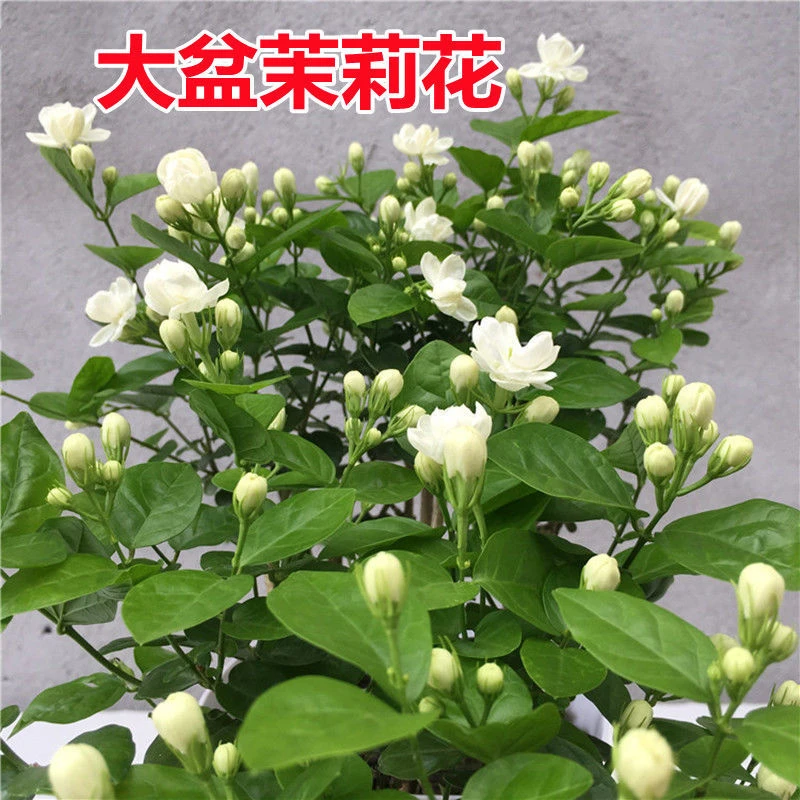 茉莉花苗盆栽带花苞可地栽清香开花室内绿植特大