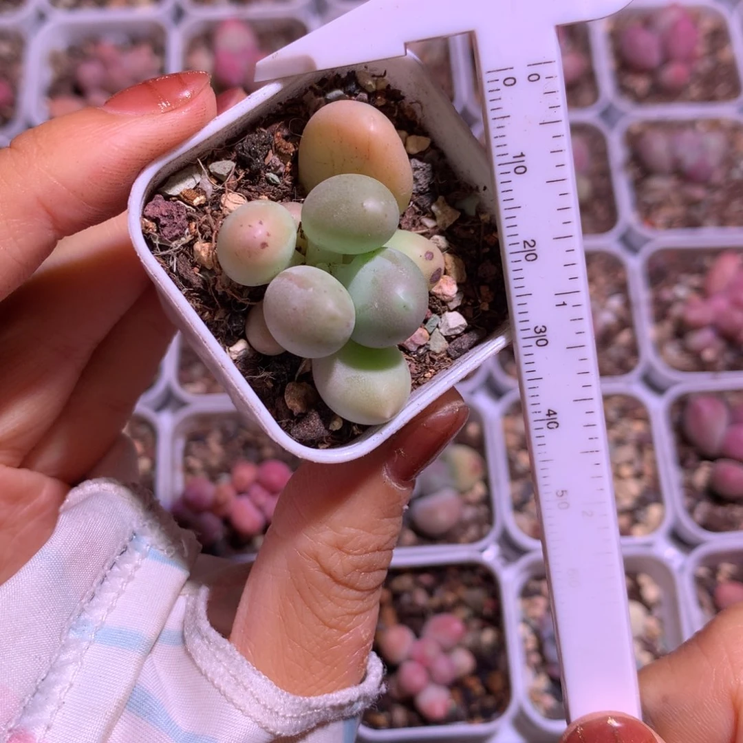 黄甜果嚯哈哈哈哈哈