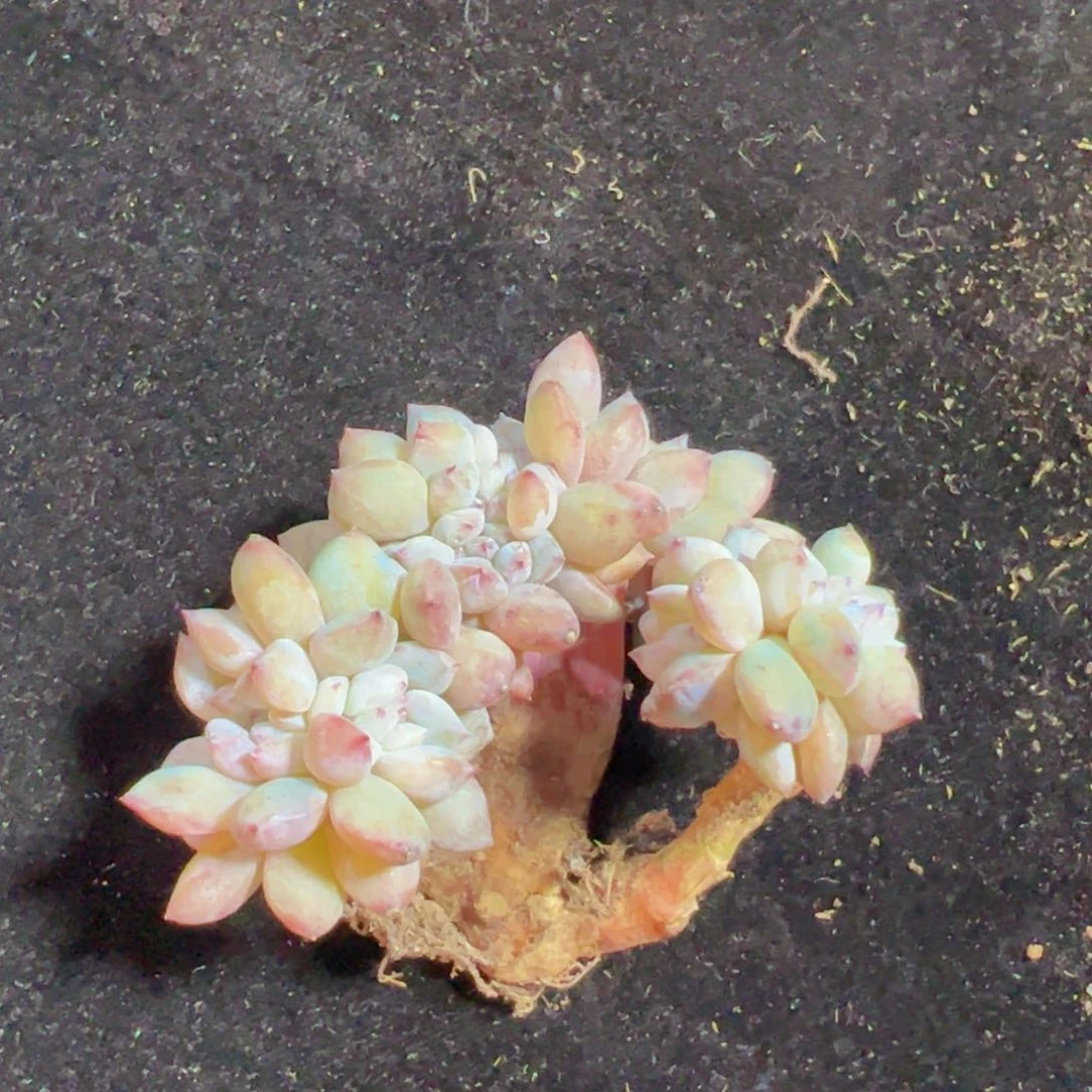 甜**a新年快乐啊宝宝们8888888