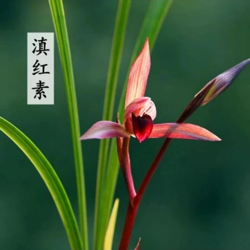 春兰名品【滇红素】终身包对版 假一赔十放心购买