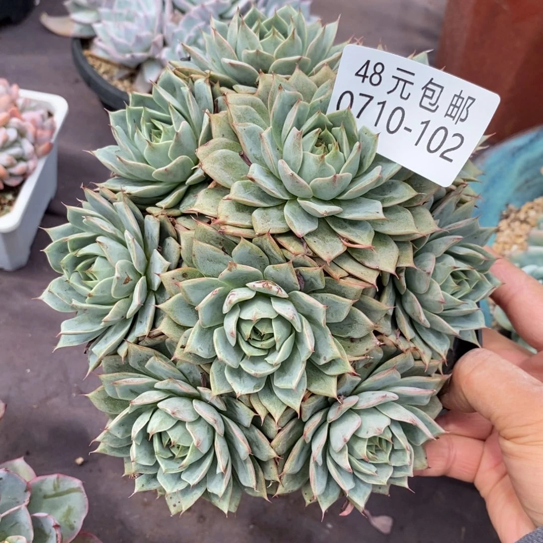 夏悦多肉0710-102林杰安娜