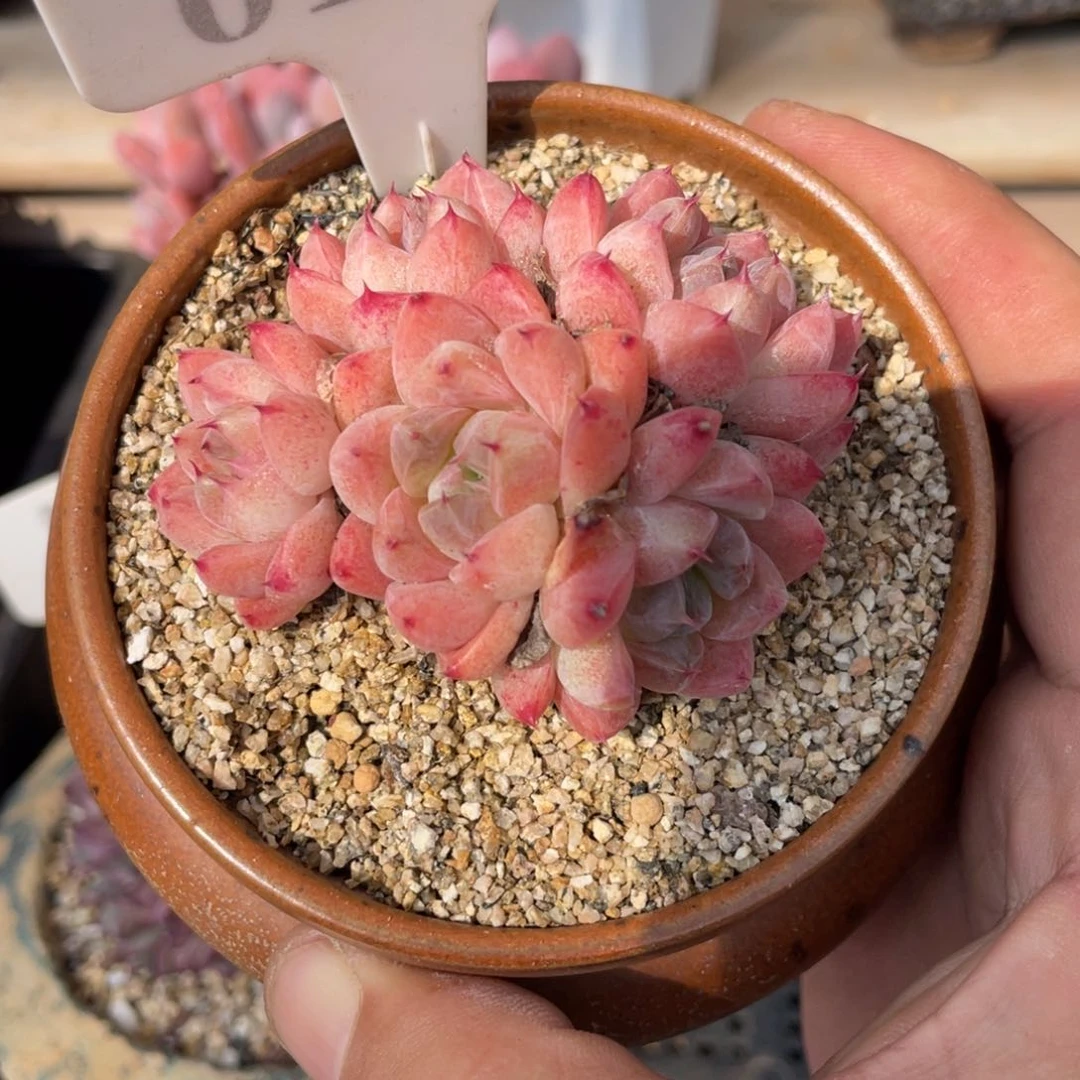 0142佳人不带盆7厘米