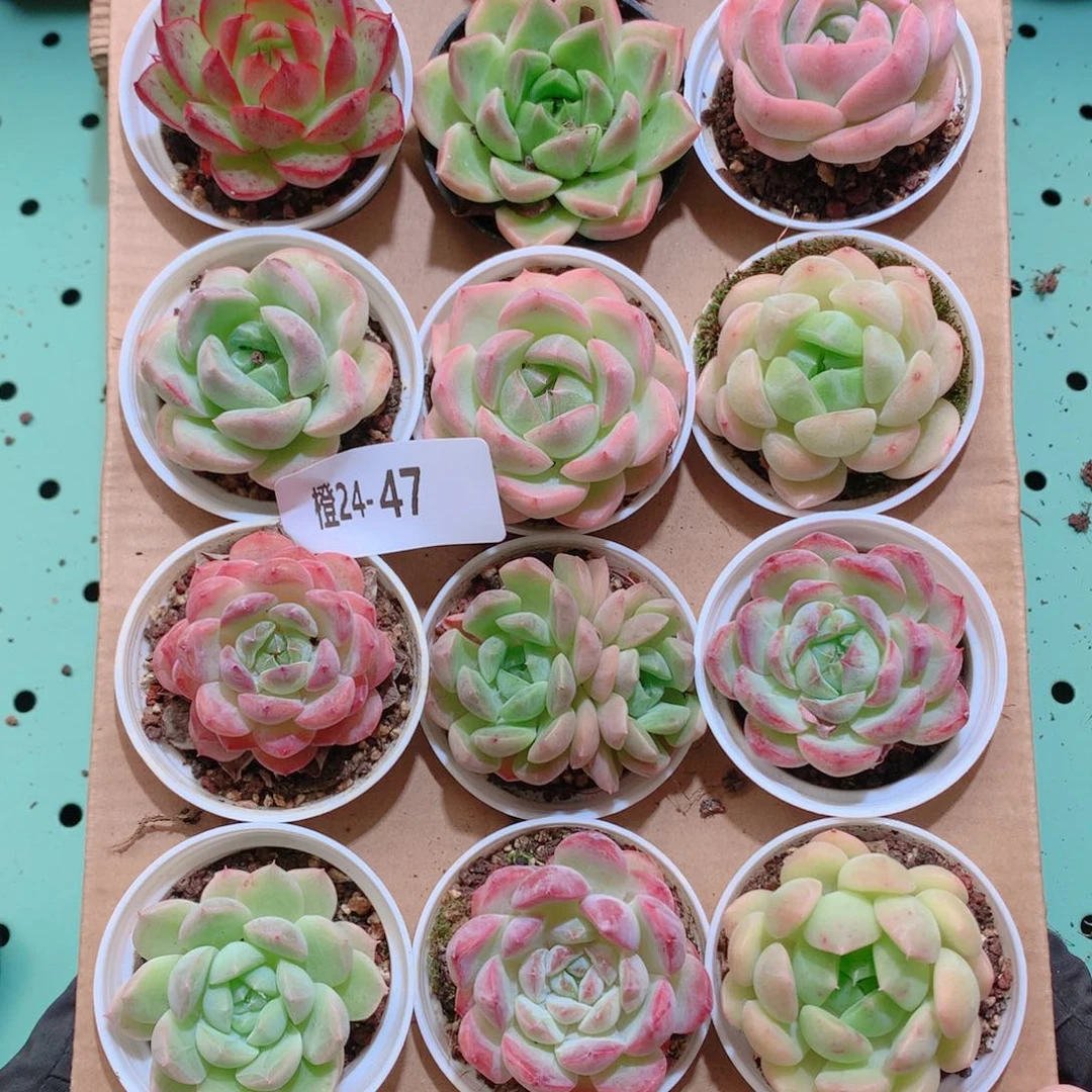 24-47一物一拍带盆18颗