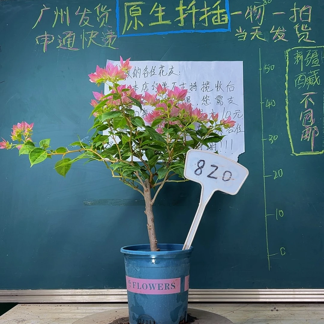 当前无花栽培后可以开花  福利 暗斑水晶  820
