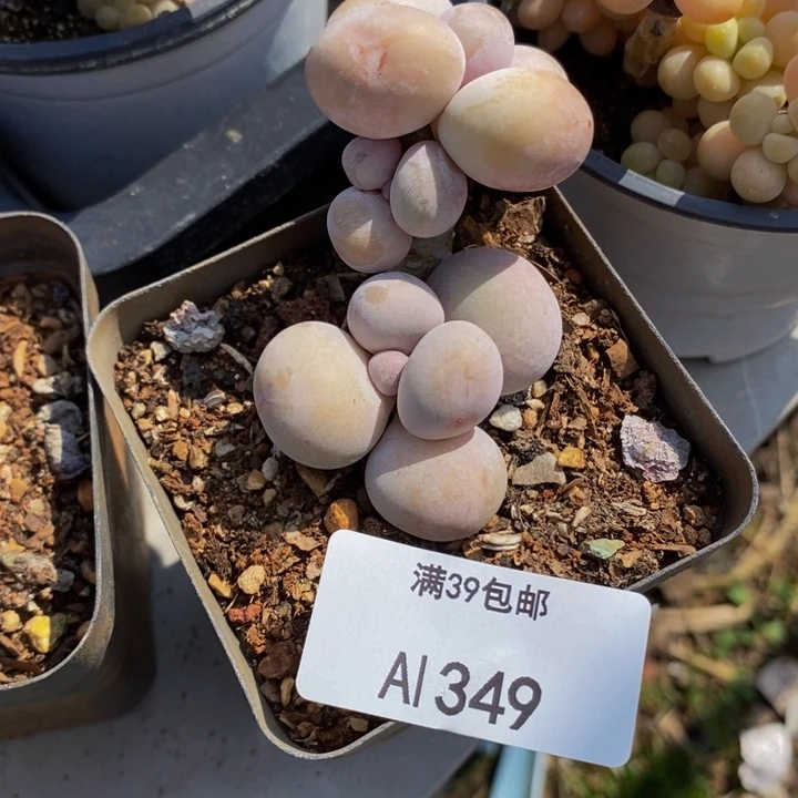 橙奶老桩349多肉植物