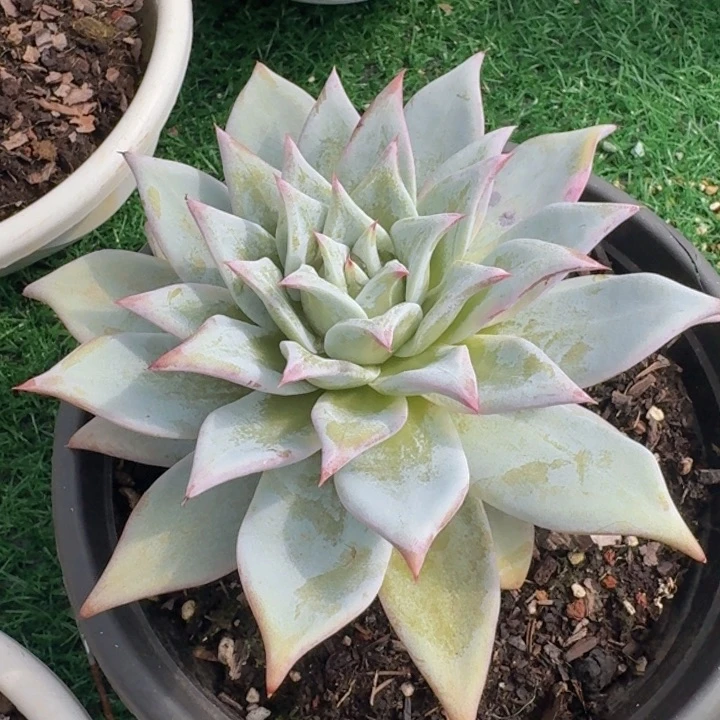 祖母绿多肉植物一物一拍