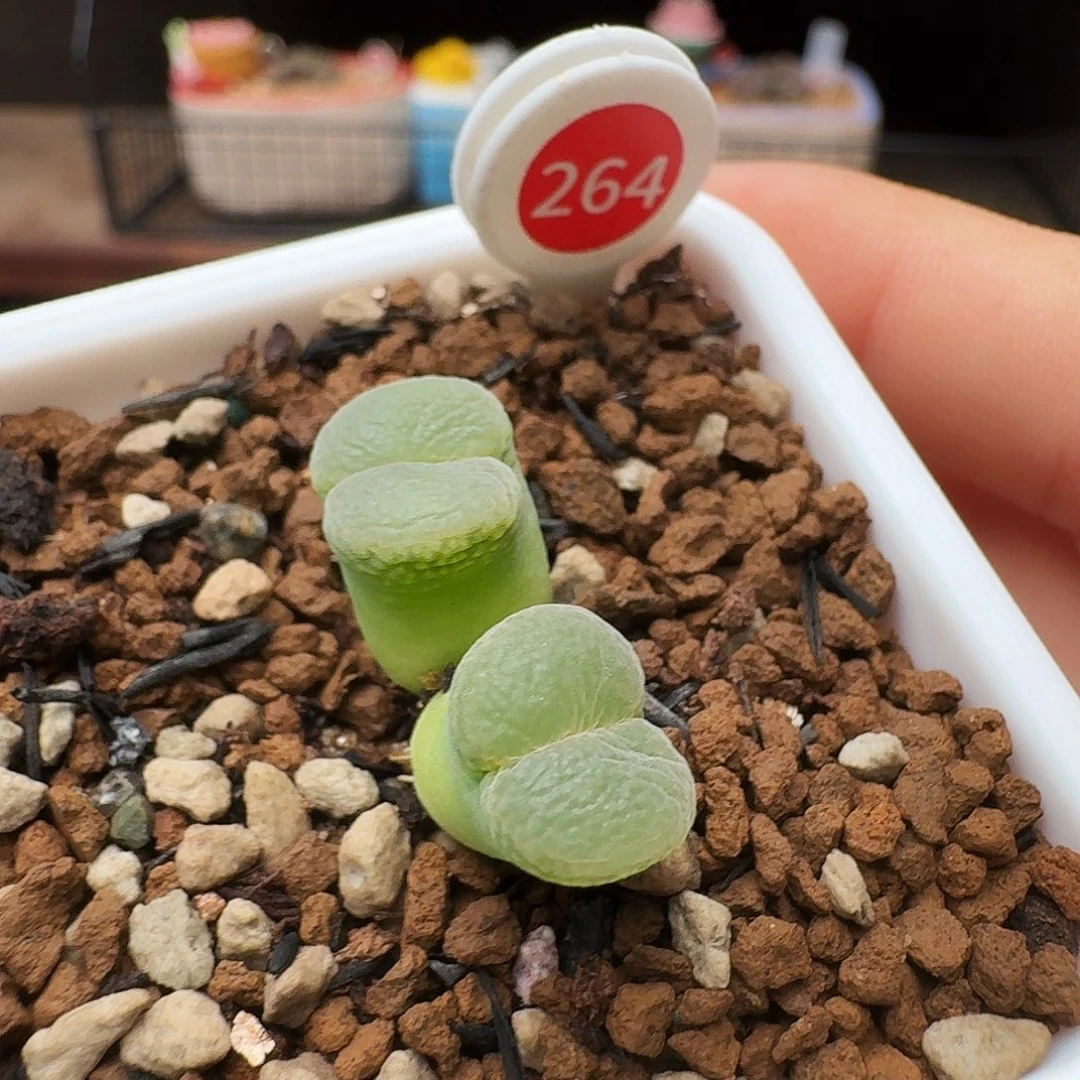 多肉植物福利风铃264