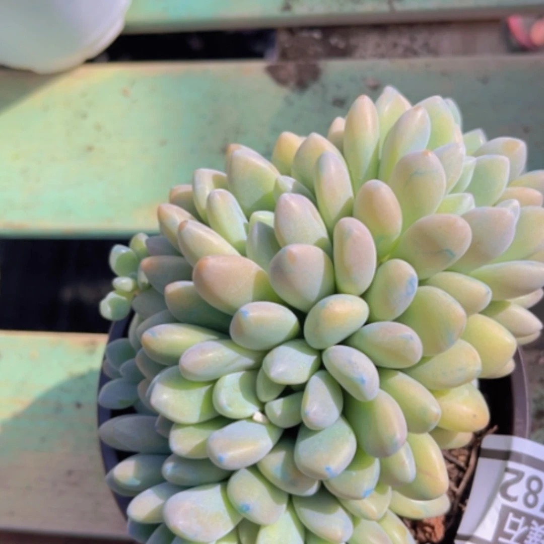 【闪购商品】木糖醇朵朵1782