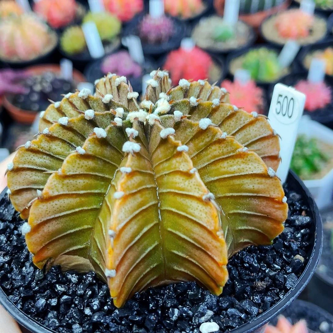 非偏远地区满25包邮仙人球裸根