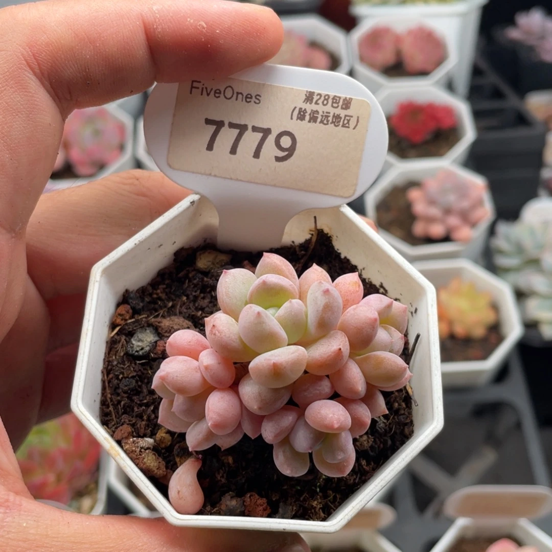 桃花源7779-5厘米