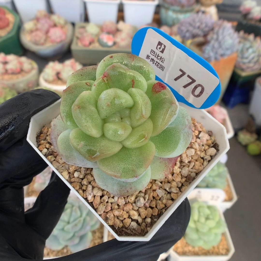 770 冰玉石化多肉多肉