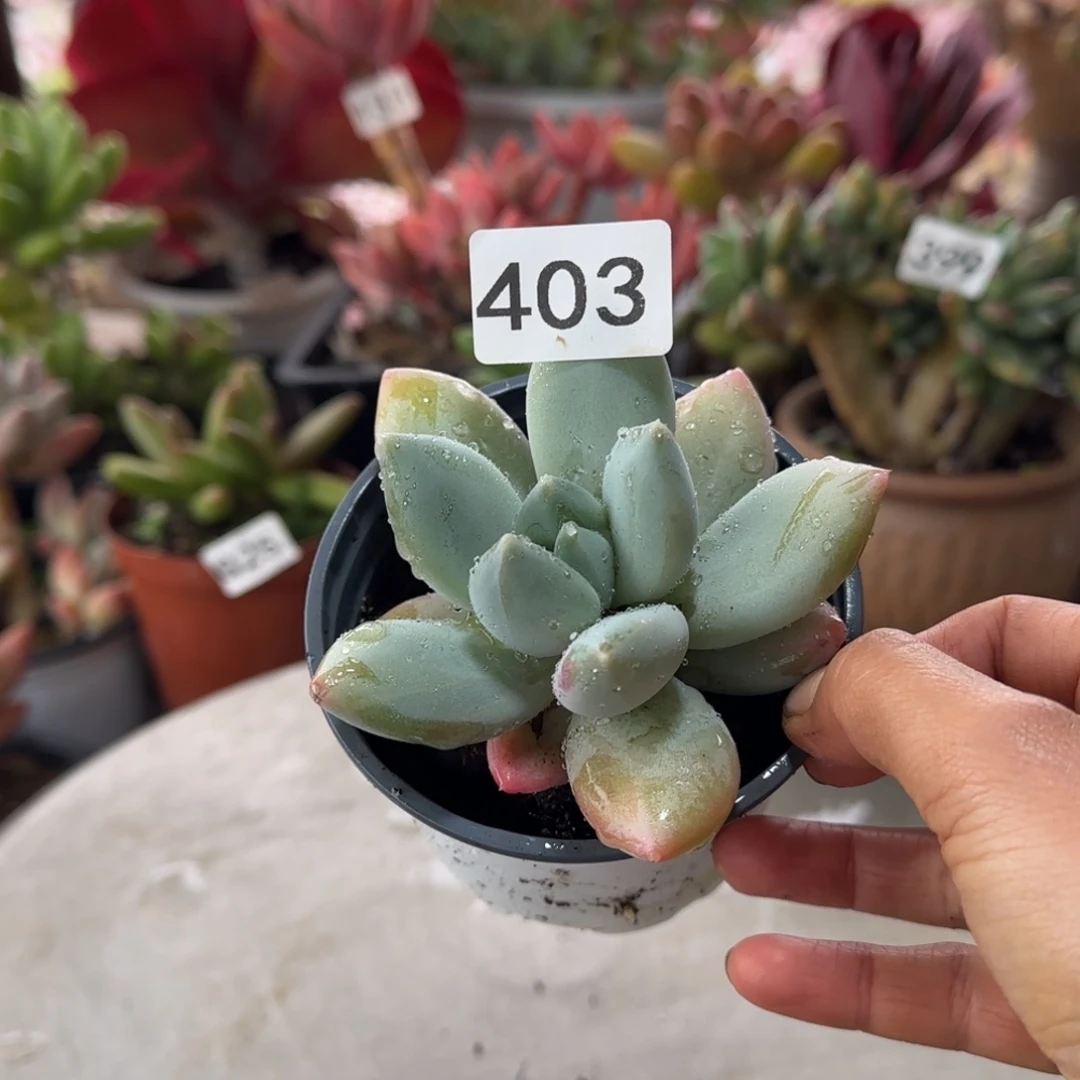 403号 一物一拍 一物一拍