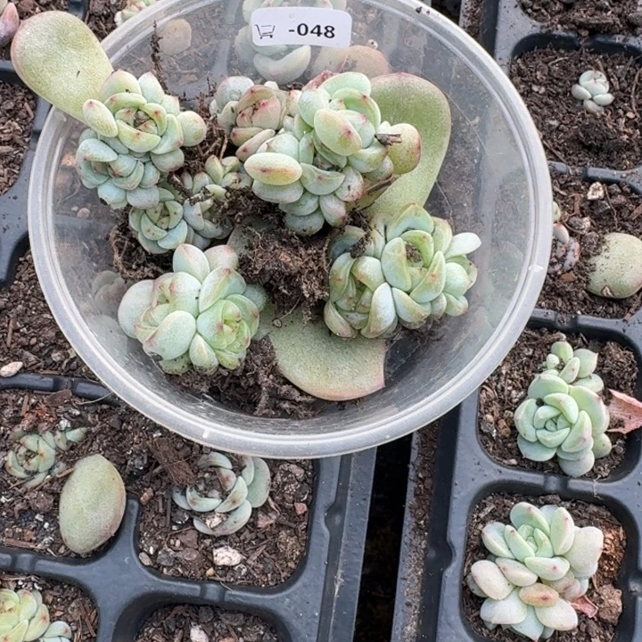 清***.048甜心3000饭盒一组 群生