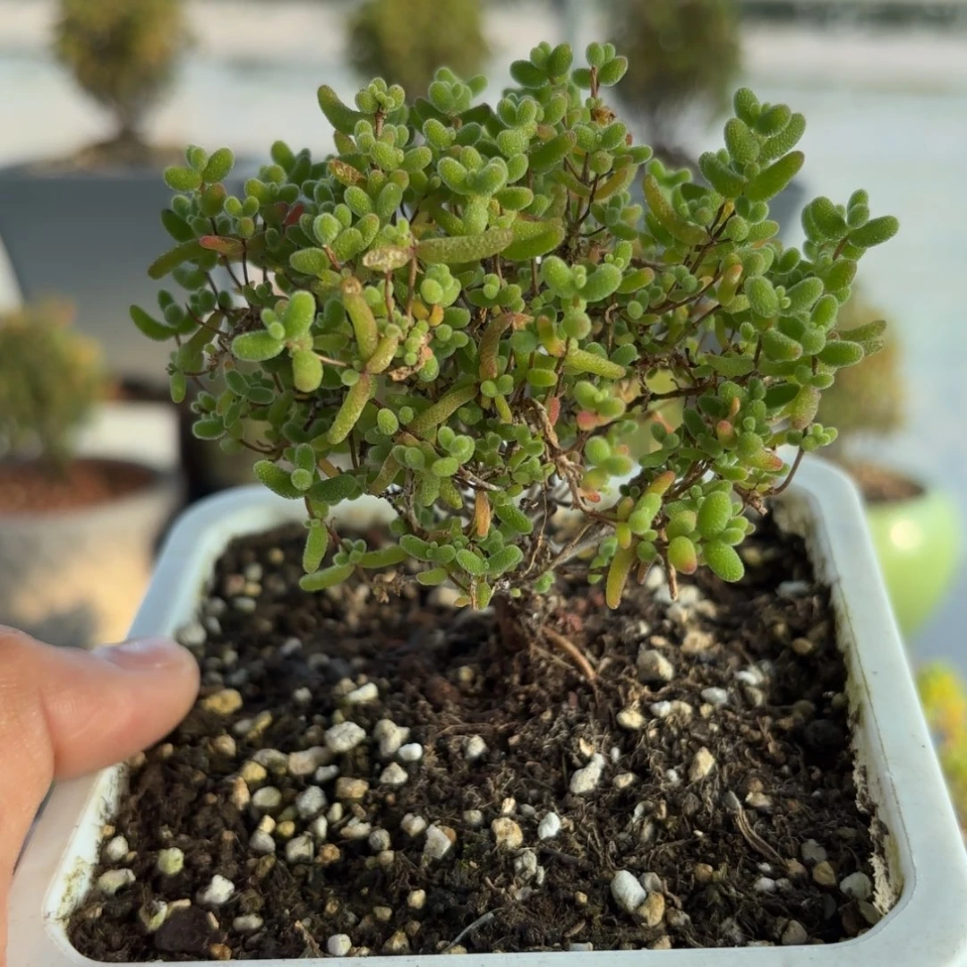 323蜜橘糖球枝干番杏