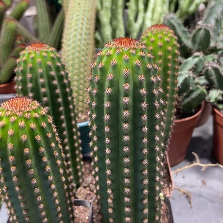 进口金妞金1自根一杯保15公分