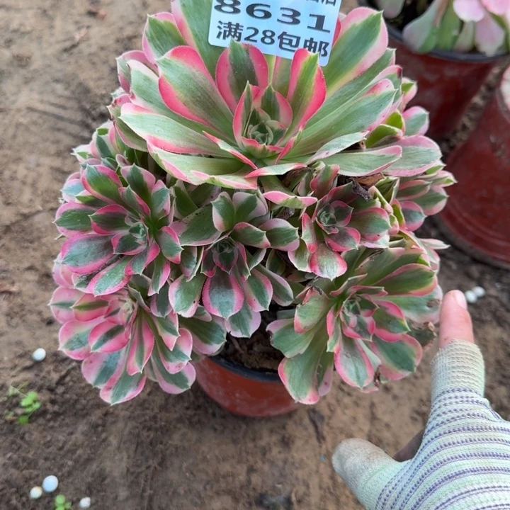 8631二号棚粉女巫A