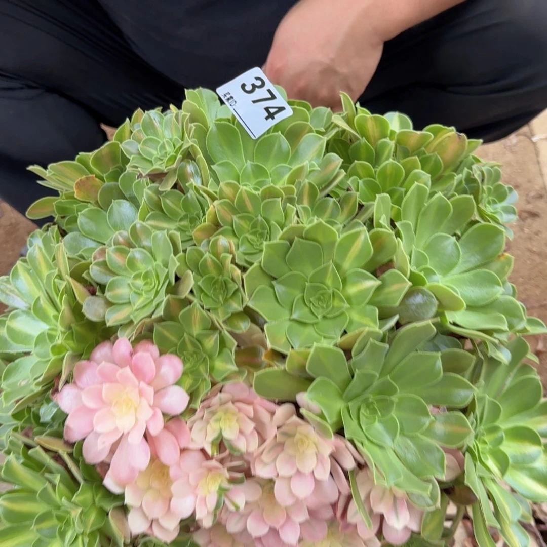 374阴阳多肉植物