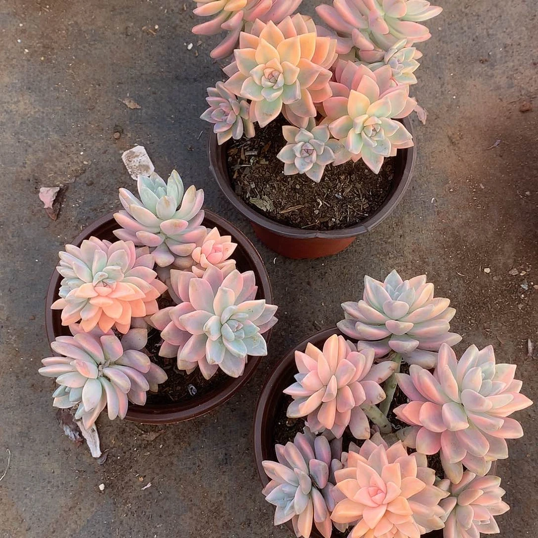 胖哥多肉推荐淡雪锦36.8